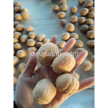 Jual Walnut Berkualitas Tinggi